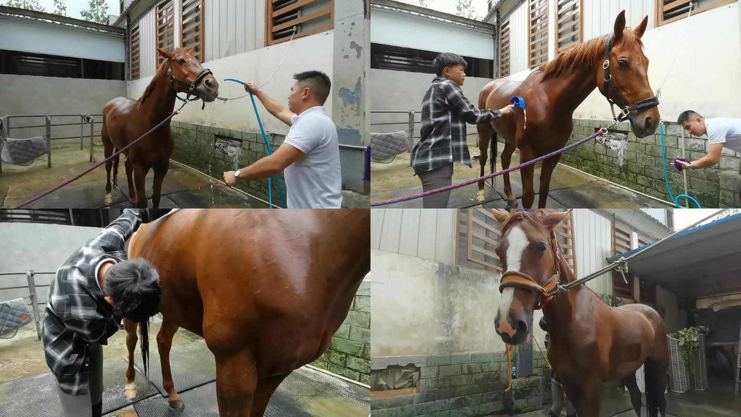 马匹洗澡给马冲澡冲洗马匹