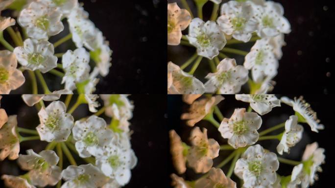 鲜花铁线菊菊花野花花花粉花蜜