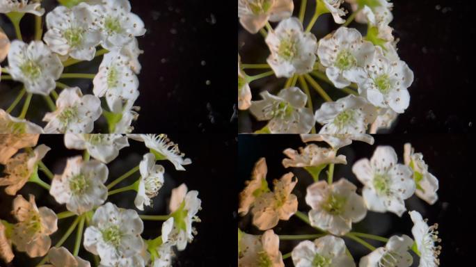 鲜花铁线菊菊花野花花花粉花蜜