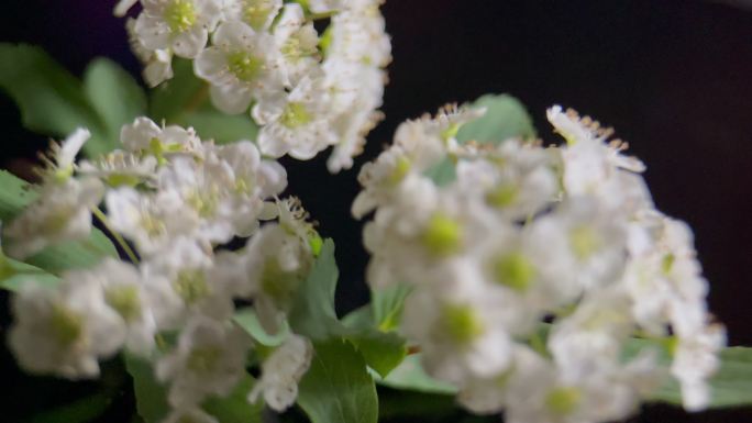 鲜花铁线菊菊花野花花花粉花蜜