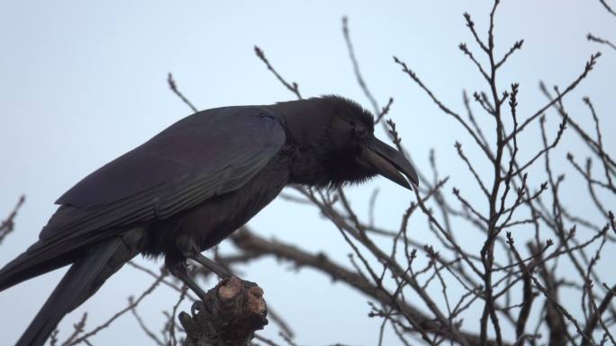 树上的一只黑乌鸦黑乌鸦枯藤老树昏鸦老鸹
