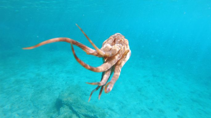 正在游泳的章鱼水下世界八爪鱼海鲜