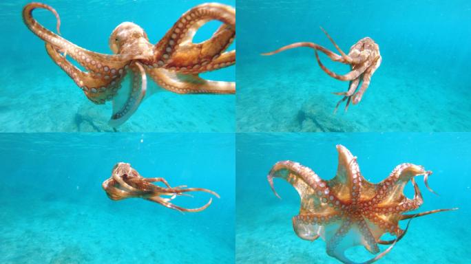 正在游泳的章鱼水下世界八爪鱼海鲜