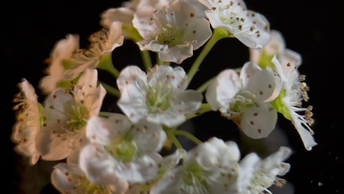 鲜花铁线菊菊花野花花花粉花蜜