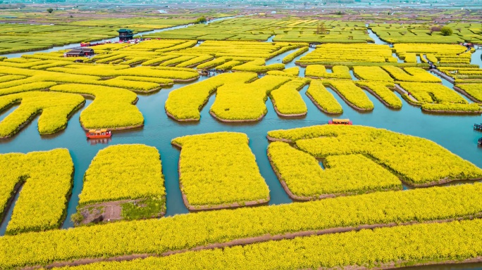 兴化水上油菜花