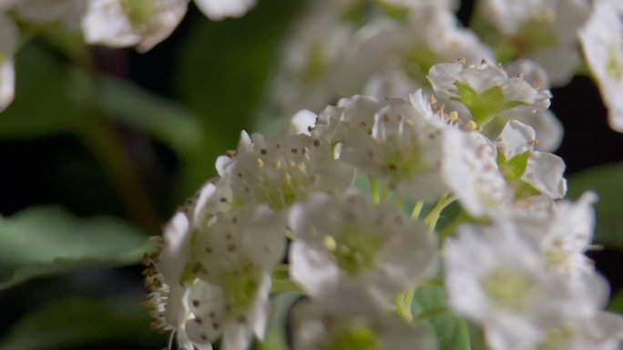 鲜花铁线菊菊花野花花花粉花蜜