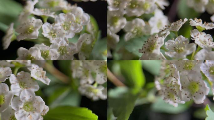 鲜花铁线菊菊花野花花花粉花蜜