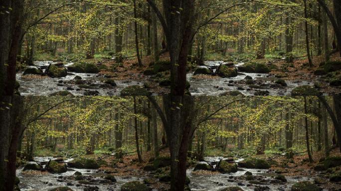 实时拍摄的溪流秋林