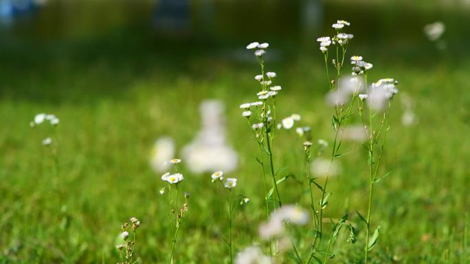 野花，蜜蜂，山花，野草