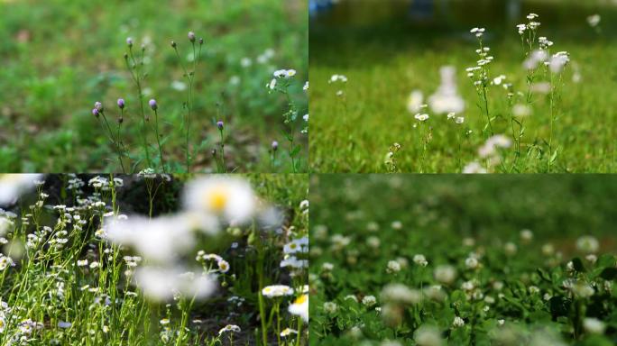 野花，蜜蜂，山花，野草