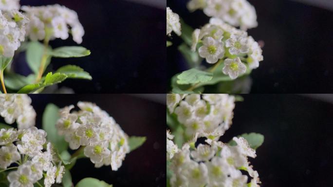 鲜花铁线菊菊花野花花花粉花蜜