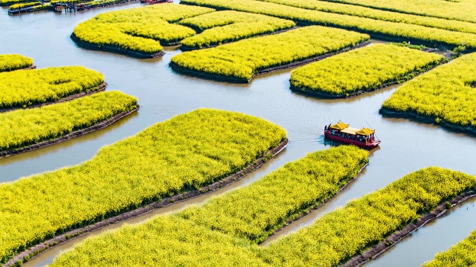 兴化水上油菜花