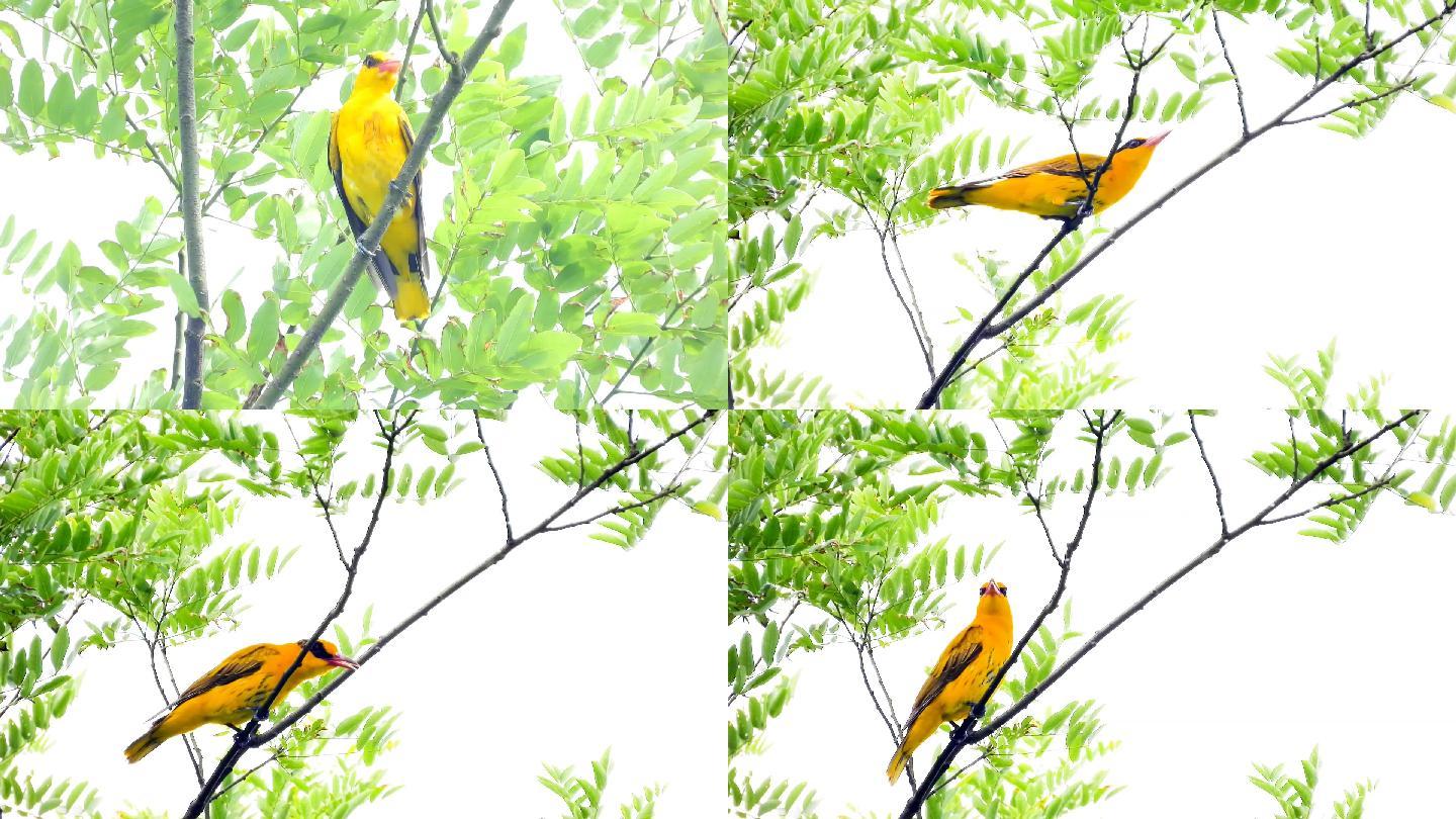 漂亮的黄鹂鸟，黄鹂鸟抓青虫吃，黄鹂鸟叫声