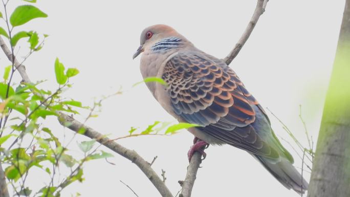 漂亮的山斑鸠鱼鳞斑鸠，山斑鸠叫声