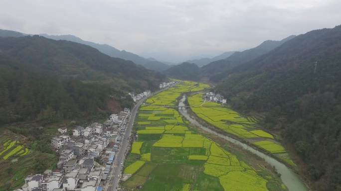 油菜花花海婺源江西航拍灰度