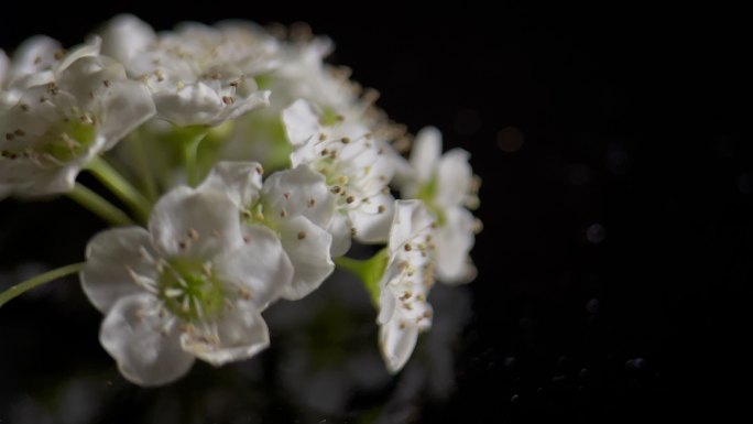 鲜花铁线菊菊花野花花花粉花蜜