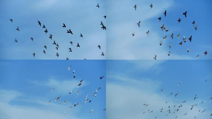 鸽子飞翔慢速实拍-8