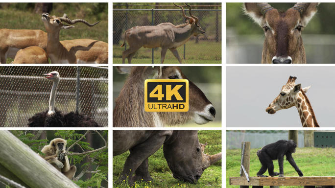 4K动物园实拍升格慢动作
