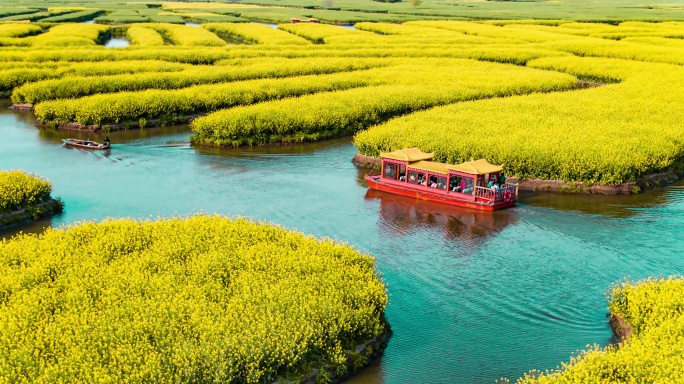 兴化水上油菜花