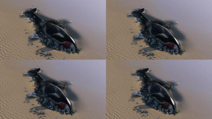 虎鲸虎鲸搁浅死亡海洋污染塑料垃圾