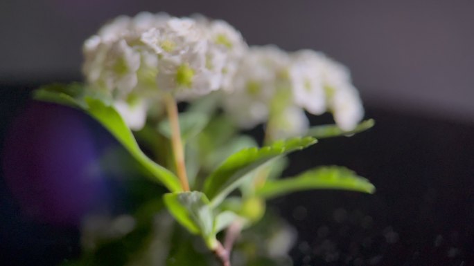 鲜花铁线菊菊花野花花花粉花蜜