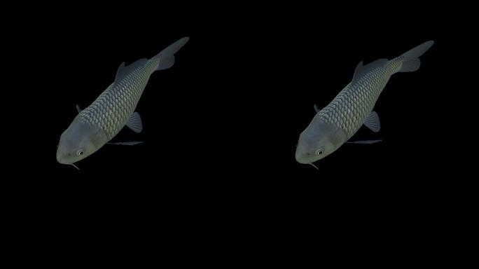 鱼游动摆尾循环动画45度俯视