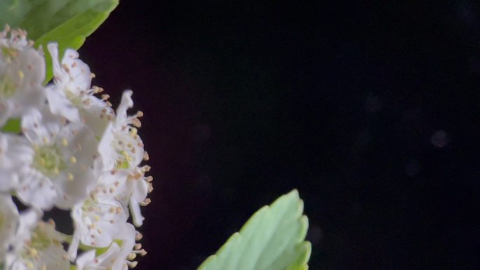 鲜花铁线菊菊花野花花花粉花蜜