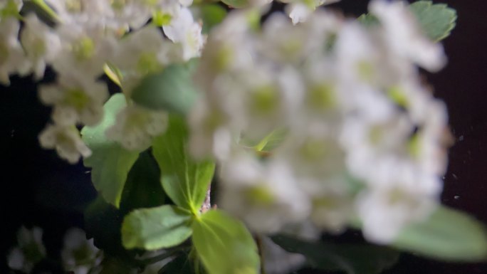 鲜花铁线菊菊花野花花花粉花蜜