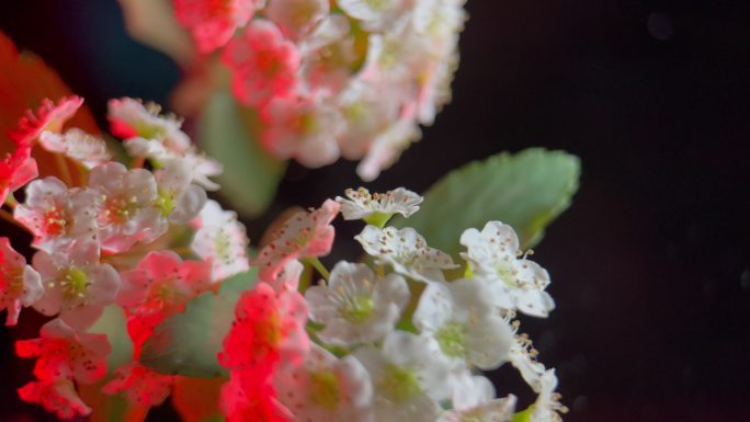 鲜花铁线菊菊花野花花花粉花蜜