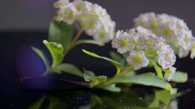 鲜花铁线菊菊花野花花花粉花蜜