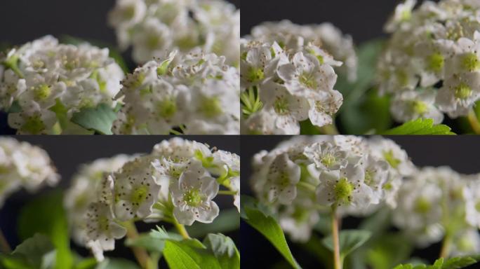 鲜花铁线菊菊花野花花花粉花蜜