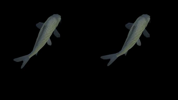 鱼游动摆尾侧面俯视无限循环动画