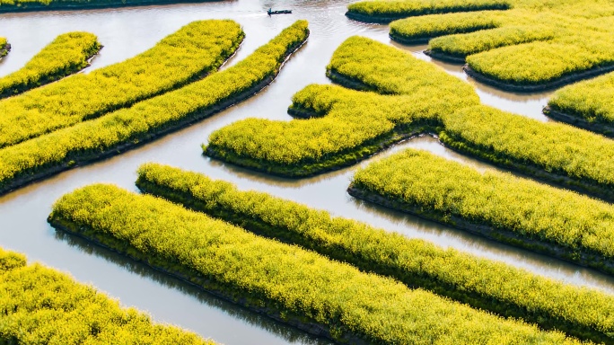 兴化水上油菜花