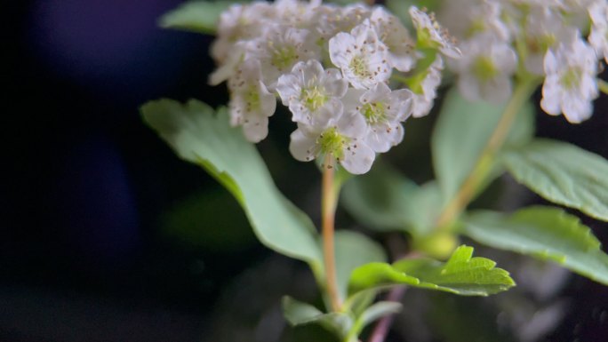 鲜花铁线菊菊花野花花花粉花蜜