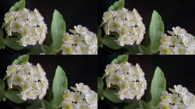 鲜花铁线菊菊花野花花花粉花蜜