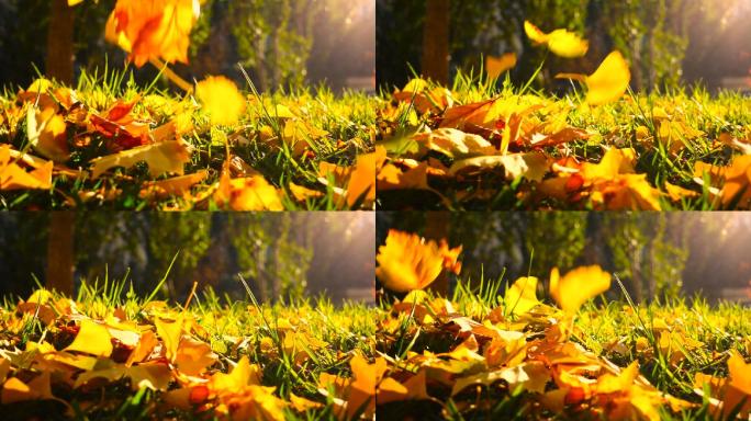 秋天落在草地上的叶子