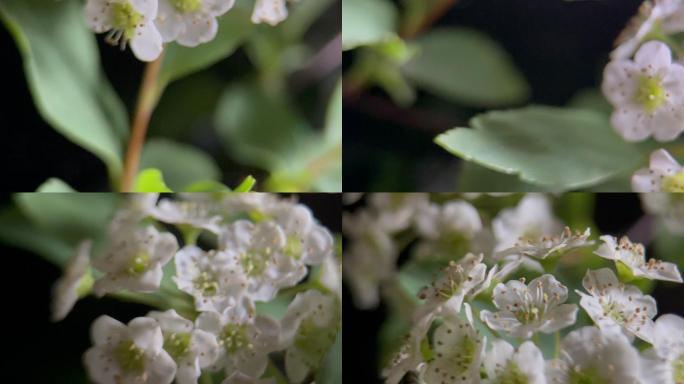 鲜花铁线菊菊花野花花花粉花蜜