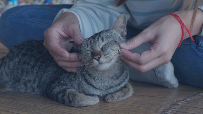 在撸猫的女人