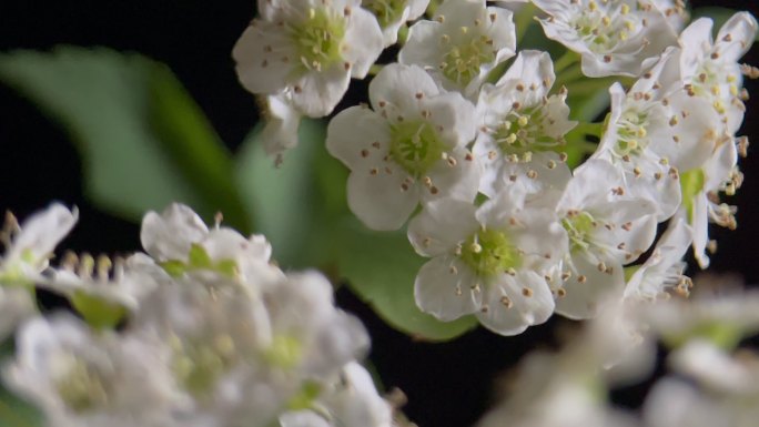 鲜花铁线菊菊花野花花花粉花蜜