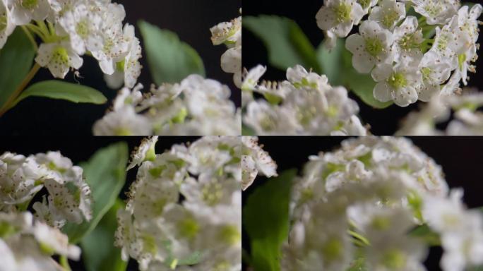 鲜花铁线菊菊花野花花花粉花蜜