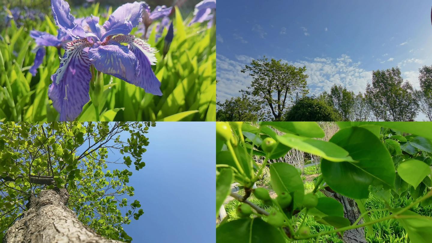 花兰花公园清晨大树