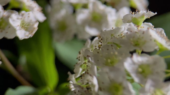 鲜花铁线菊菊花野花花花粉花蜜