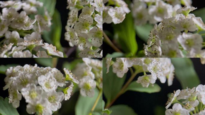 鲜花铁线菊菊花野花花花粉花蜜