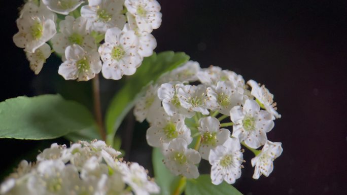 鲜花铁线菊菊花野花花花粉花蜜