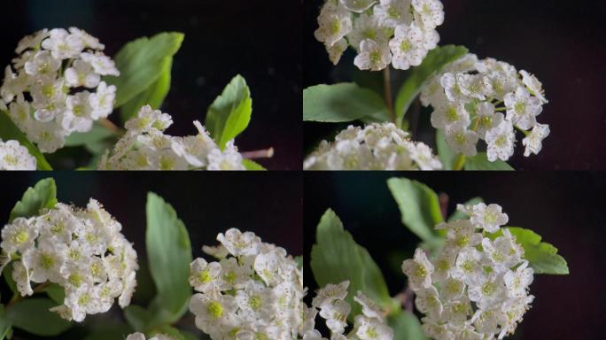 鲜花铁线菊菊花野花花花粉花蜜