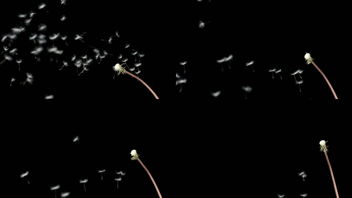 吹蒲公英野花图像聚焦技术美