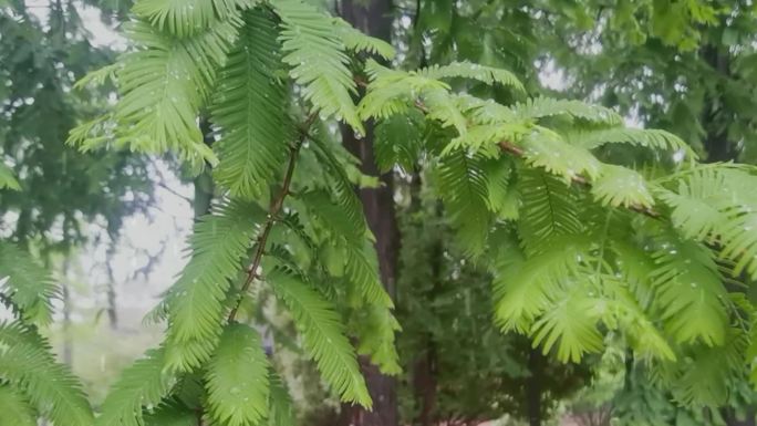 水杉雨中植物下雨素材