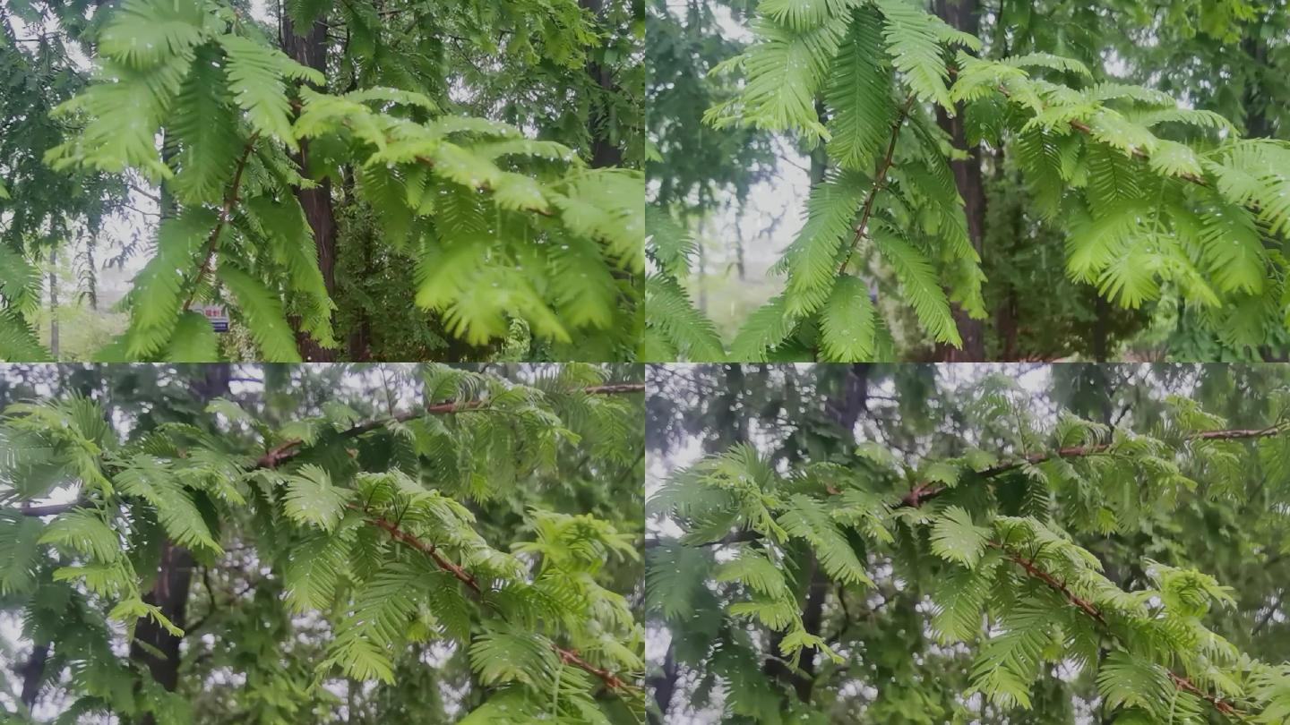 水杉雨中植物下雨素材