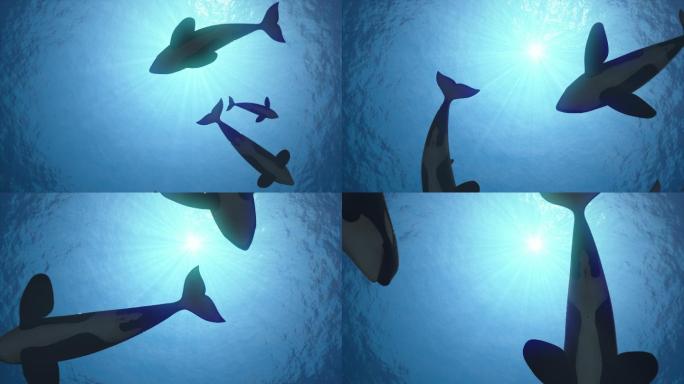 逆光下虎鲸的无缝循环动画