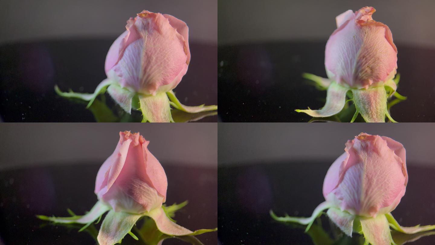 鲜花洋牡丹牡丹花月季花花蕾花 3840x2160 高清视频素材下载 编号 实拍视频 Vj师网www Vjshi Com